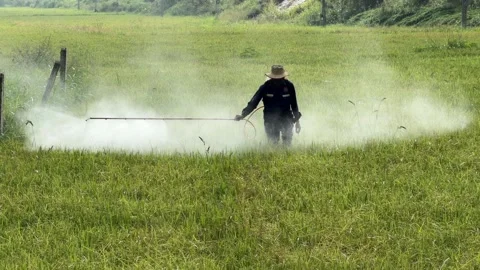 A farm worker sprays protective solution across dense rice plants using a field Stock Footage 331445951