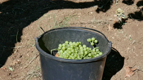 Farm worker throws bunch of green grapes into a bucket Stockbeeldmateriaal 198392604