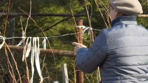A farm worker ties raspberry stalks with a white cloth in the spring . Video stock 152979748