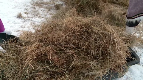 A farm worker uses a pitchfork to load hay into a sled for feeding animals Stock Footage 319067862