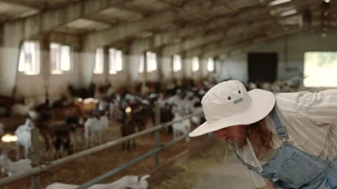 Farm worker using shovel for cleaning ranch with goats Stock Footage 157579327