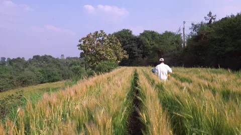 A farm worker in white walks through golden grain under a blue sky, holding a cl Vídeo Stock 336440860