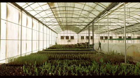 Farm worker working at greenhouse. Stock Footage 64023338