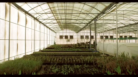 Farm worker working at greenhouse. Stock Footage 64023447