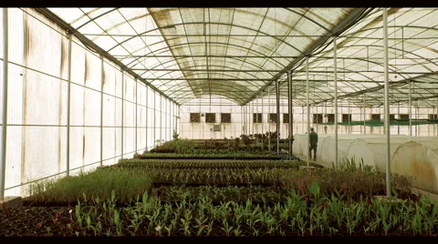 Farm worker working at greenhouse. Stock Footage 64023467