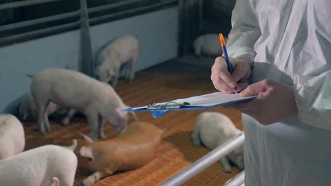 Farm worker is writing data about the pigs in the yard Stock Footage 121948112