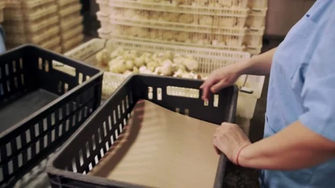 Farm workers are blaming the Chicks in the container. Poultry farm workers put a Stock Footage 133715026