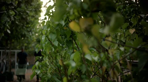 Farm workers discussing at garden. Stock Footage 64032301