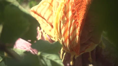 Farm workers female Stock Footage 336010006