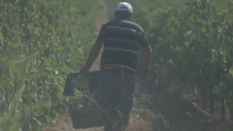 Farm workers Stock Footage 336010288