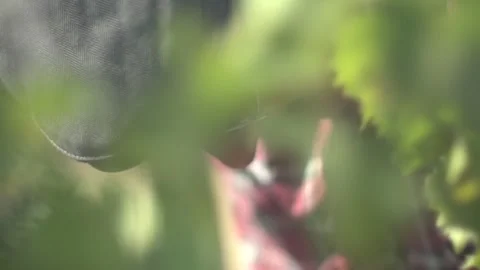Farm workers Stock Footage 336010296