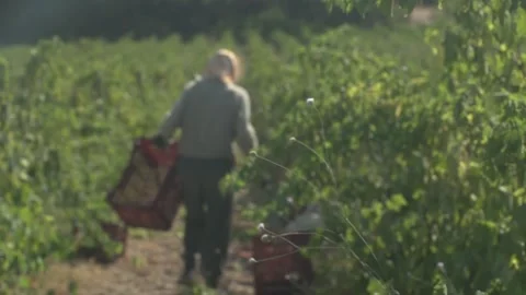 Farm workers Stock Footage 336010297