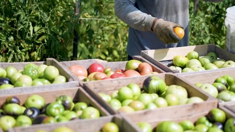 Farm Workers Handpicking and Loading Tomatoes Into Crates on Sunny Day Stock Footage 314963447