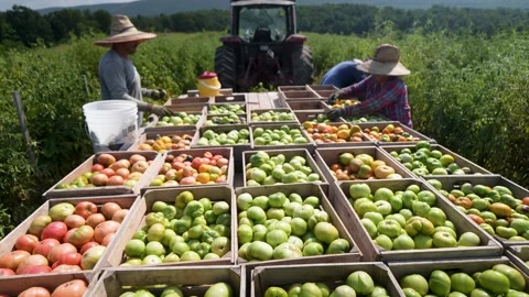 Farm Workers Handpicking Tomatoes and Loading Crates for Transport in the Field Stock Footage 317170952