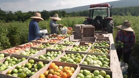 Farm Workers Harvest Tomatoes in the Fields and Load Crates on a Tractor Stock Footage 317170628