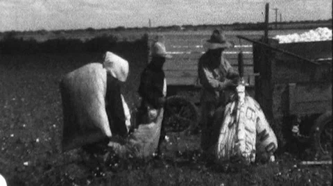 Farm Workers Load Cotton in Field Harvest 1930s Vintage Film Home Movie 8811 Stock Footage 58481396