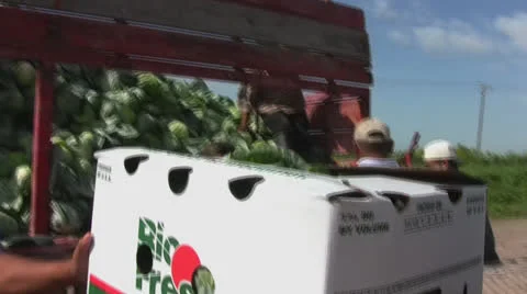 Farm workers pack cabbage 7 Video stock 23806193