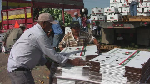 Farm workers pack cabbages 8 Stock Footage 23814906