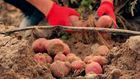 Farm workers pick potatoes by hand in the ground. Large pink potatoes. Stock Footage 160253083