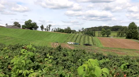 Farm Workers Picking Fruit in the Field Wide Shot Video stock 67437123