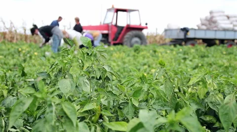 Farm Workers Picking Peppers Stock Footage 60379144