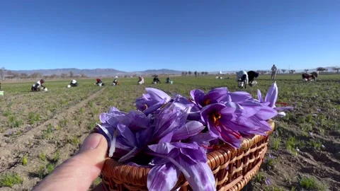 Farm workers picking saffron flowers Stock Footage 170077111