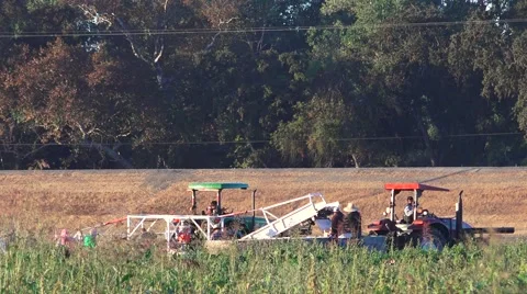 Farm workers picking squash in field Stock Footage 55450009