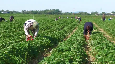Farm Workers Picking Strawberries by Hand in Field Stock Footage 345598165