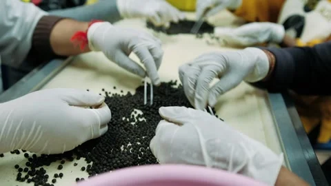 Farm workers selecting black peppercorns by hand using tweezers. Manual quality Video stock 325298723