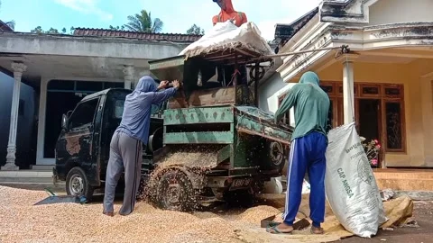 Farm workers shell and thresh corn from the cob to the kernel using a machine Stock Footage 296862535