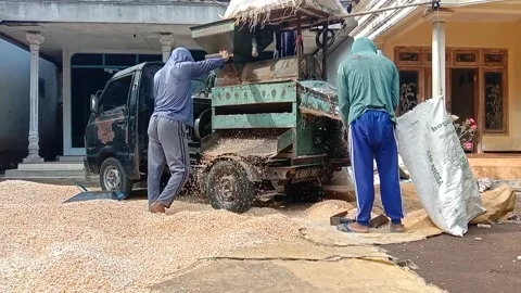 Farm workers shell and thresh corn from the cob to the kernel using a machine Stock Footage 296862684