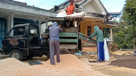 Farm workers shell and thresh corn from the cob to the kernel using a machine Stock Footage 296862723