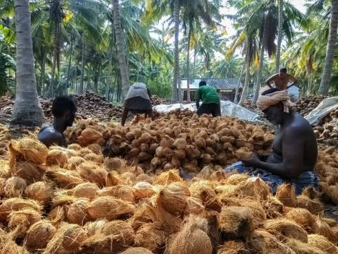 Farm workers sorting dehusked coconuts in a coconut farm 写真素材