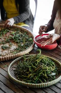 Farm workers sorting fresh pepper peppercorns in kampot cambodia Stock Photos