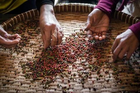 Farm workers sorting fresh pepper peppercorns in kampot cambodia Stock Photos