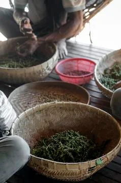 Farm workers sorting fresh pepper peppercorns in kampot cambodia Stock Photos