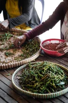 Farm workers sorting fresh pepper peppercorns in kampot cambodia Stock Photos