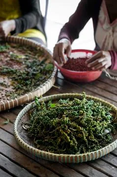 Farm workers sorting fresh pepper peppercorns in kampot cambodia Stock Photos