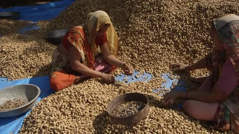 Farm workers sorting a large pile of groundnuts, India. Stock Footage 95592571