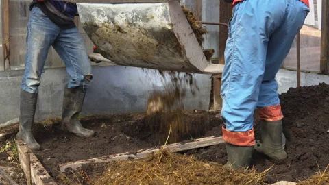 Farm workers throw cow dung into a greenhouse. Video stock 89362061