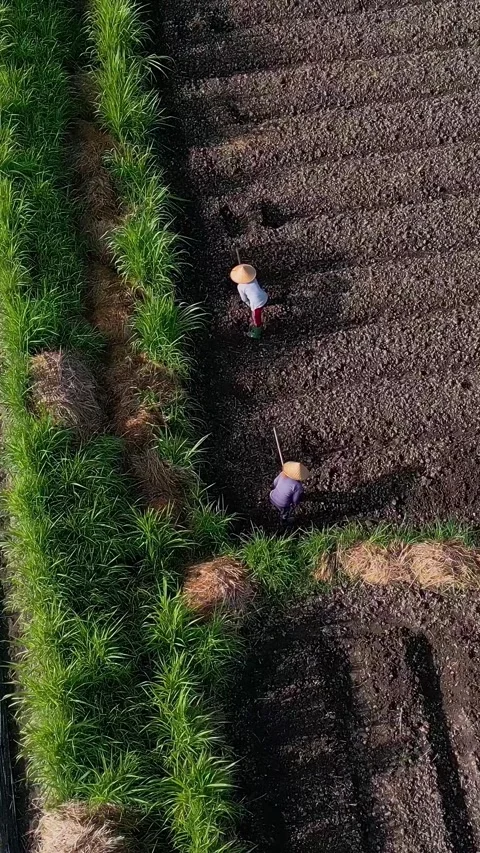 Farm workers tilling soil. Workers cultivating land near hedge line Video stock 335834355