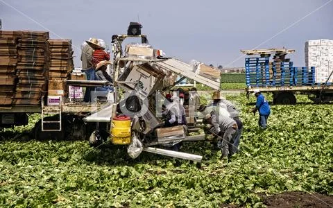 Farm workers toil in the lettuce field. Stock Photos