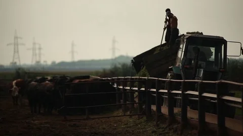Farm workers unload the tractor alfalfa Stock Footage 73560812