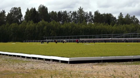 Farm workers work in the nursery Stock Footage 46232074
