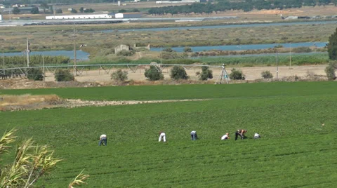 Farm workers working field Stock Footage 34734388
