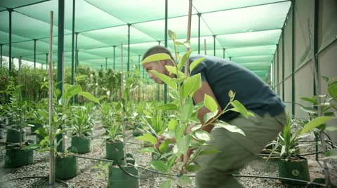 Farm workers working at greenhouse. Stock Footage 64028406