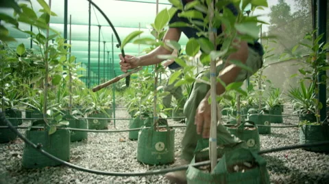 Farm workers working at greenhouse. Stock Footage 64028456