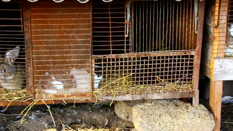 Farm yard with rabbit cages in the yard Stock Footage 142191650