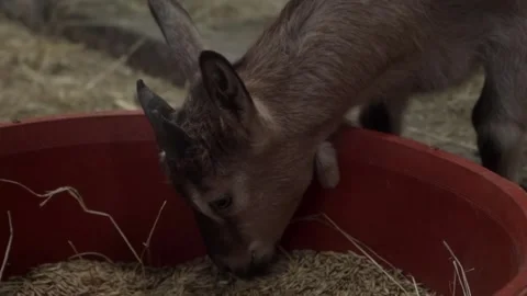 On the farm, a young kid eats grain from a feeder. Stock Footage 281352531