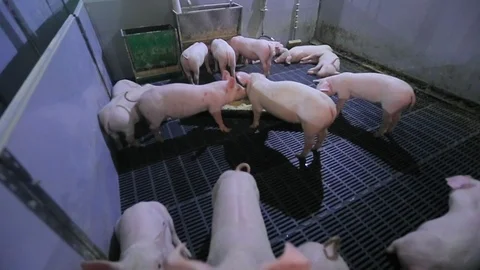 Farm01673662 Stock Footage 89576121